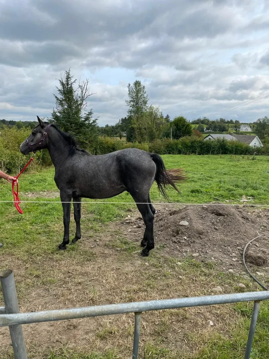 Yearling Connemara Colt - Image 4