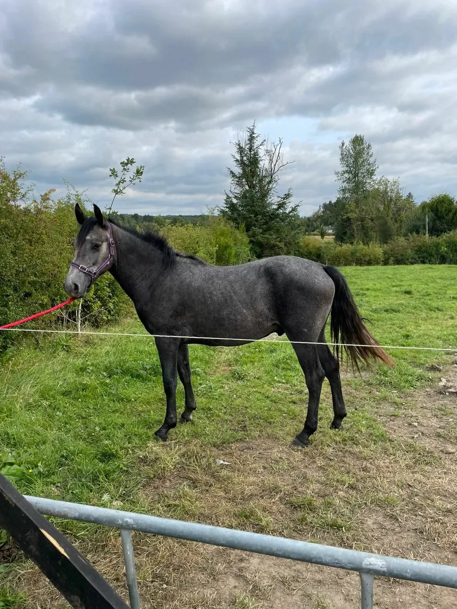 Yearling Connemara Colt - Image 1