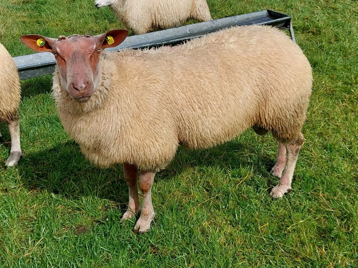 SIS Ped Rouge Rams - Image 1