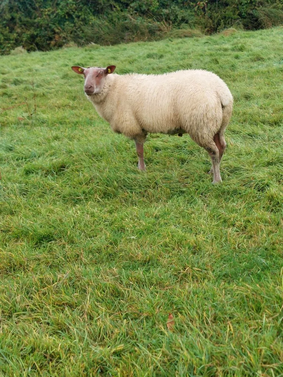 SIS Ped Rouge Rams - Image 2