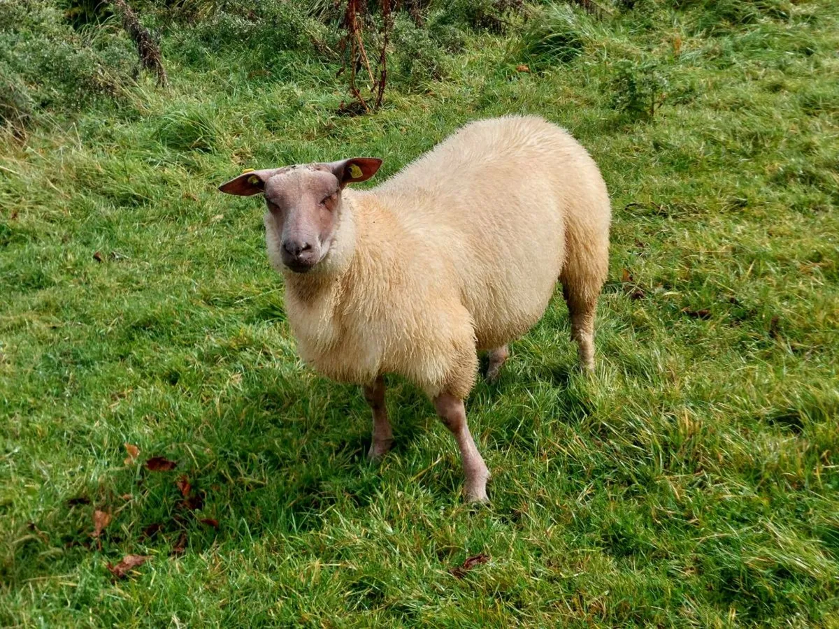 SIS Ped Rouge Rams - Image 3