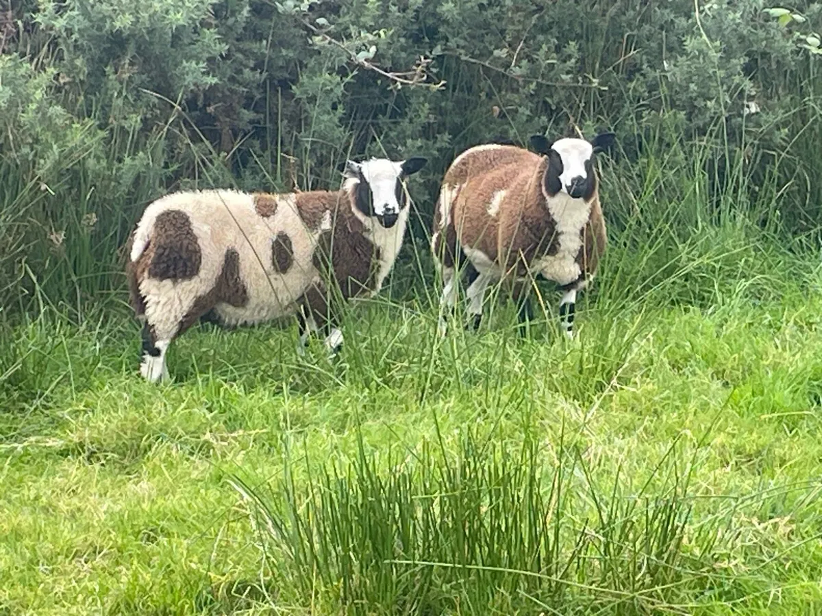 Dutch spot ewe lambs - Image 1