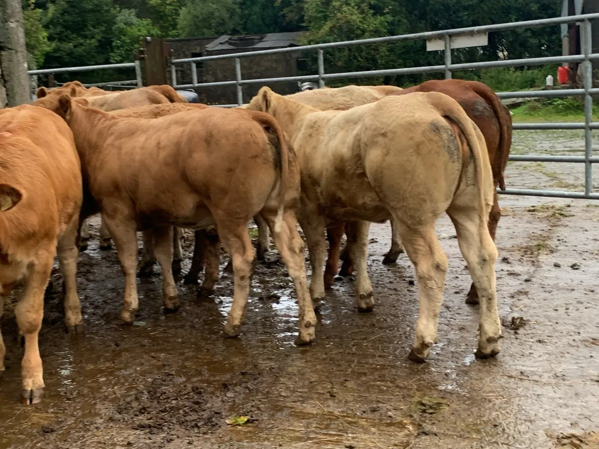 8 u grade heifers - Image 1