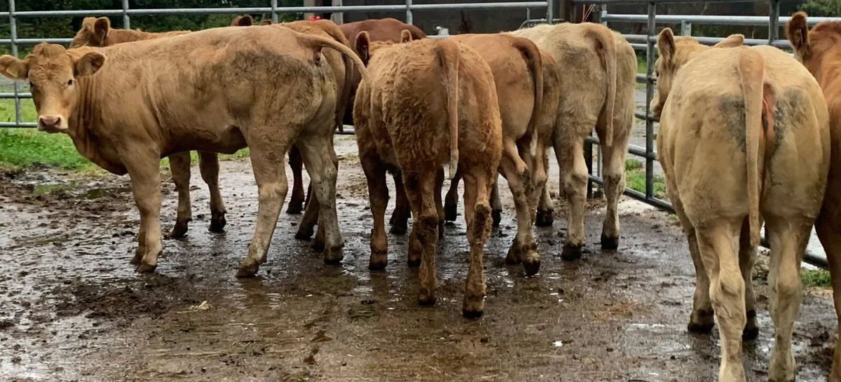 8 u grade heifers - Image 2