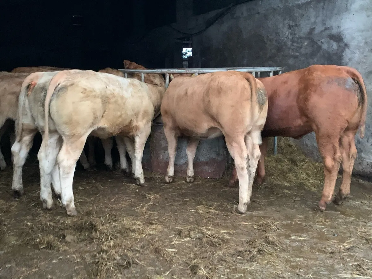 8 u grade heifers - Image 3