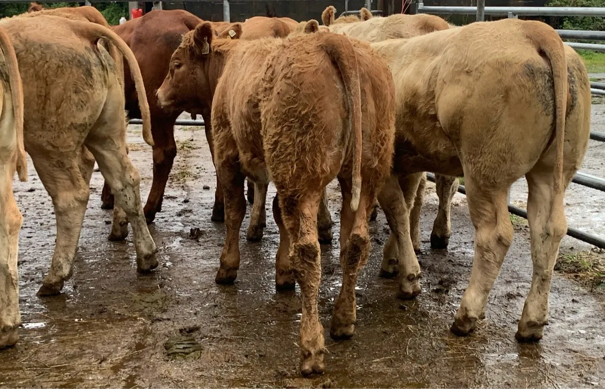 8 u grade heifers - Image 4