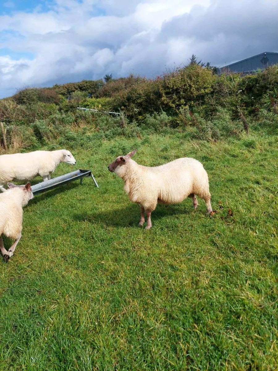 SIS Ped Rouge Rams - Image 4