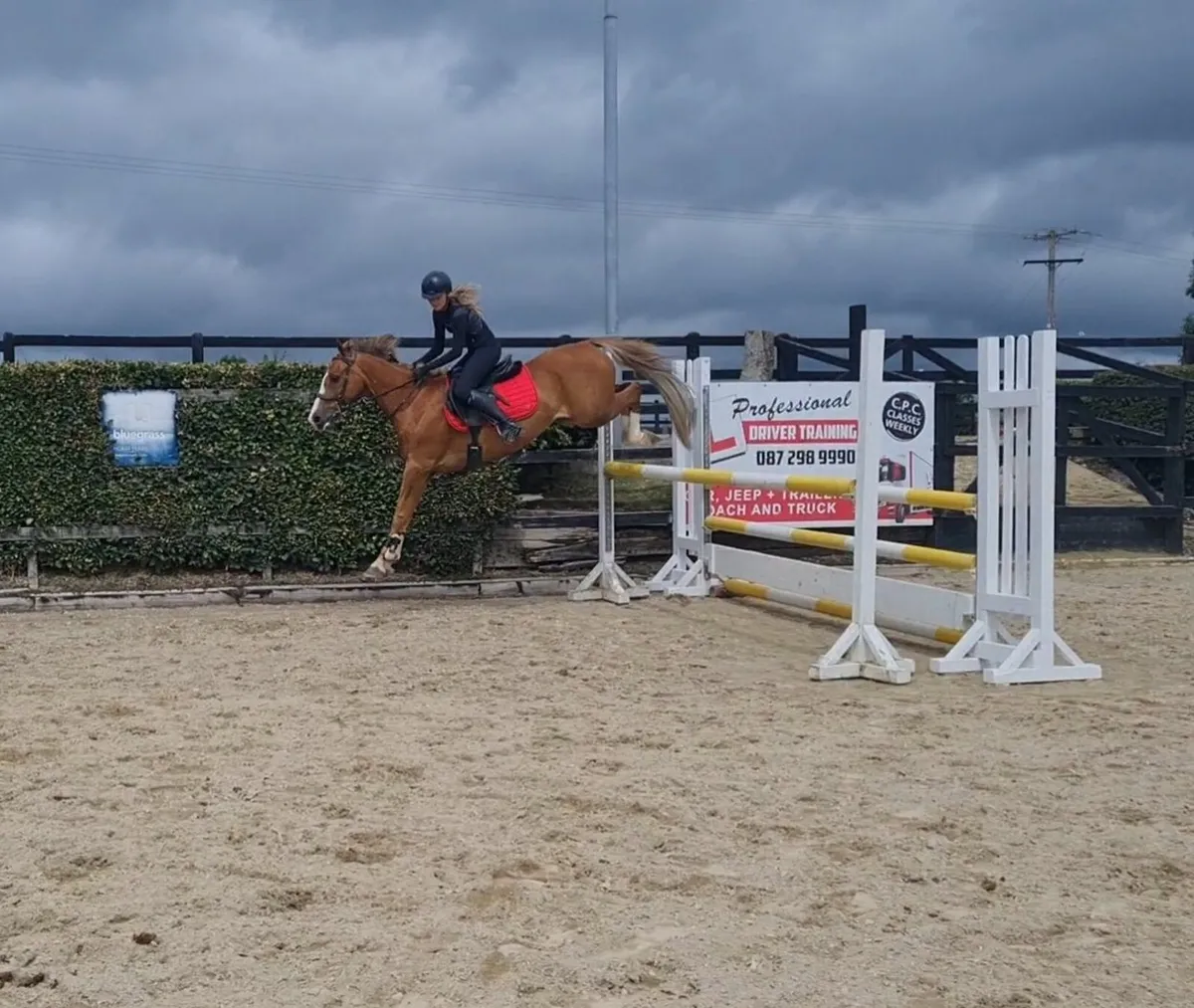 11 year old jumping pony - Image 2