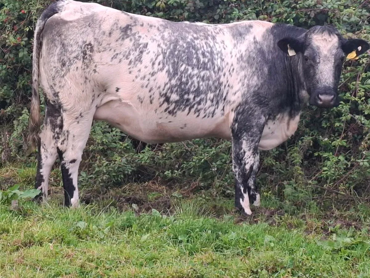 4 lovely blue springers incalf to Ai limousine - Image 1
