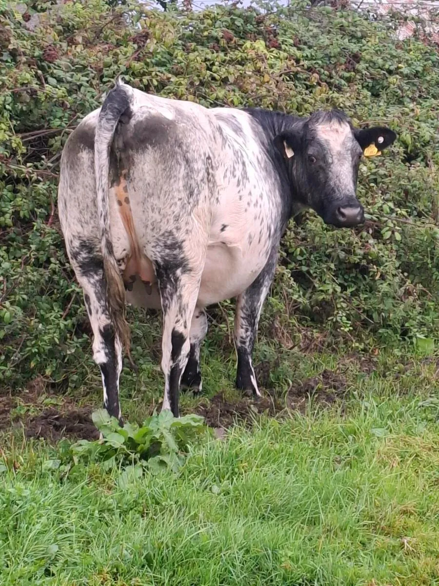 4 lovely blue springers incalf to Ai limousine - Image 2