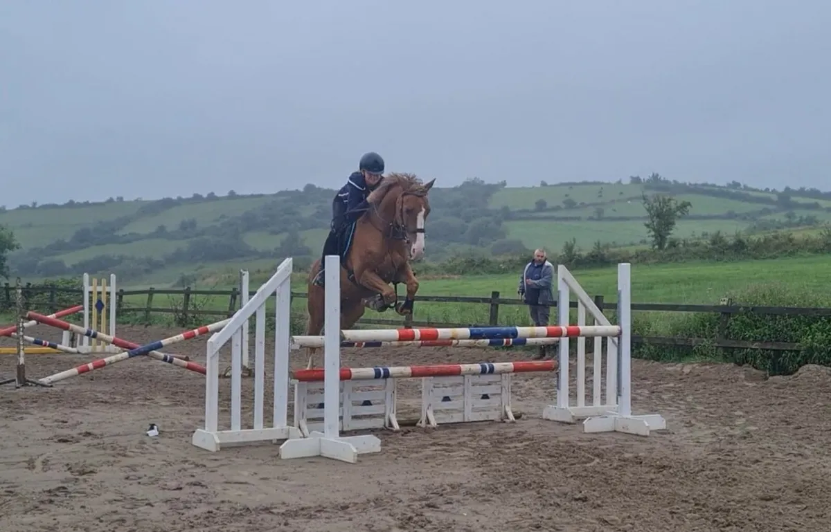 11 year old jumping pony - Image 3