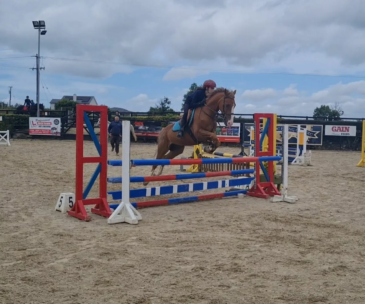 11 year old jumping pony - Image 4