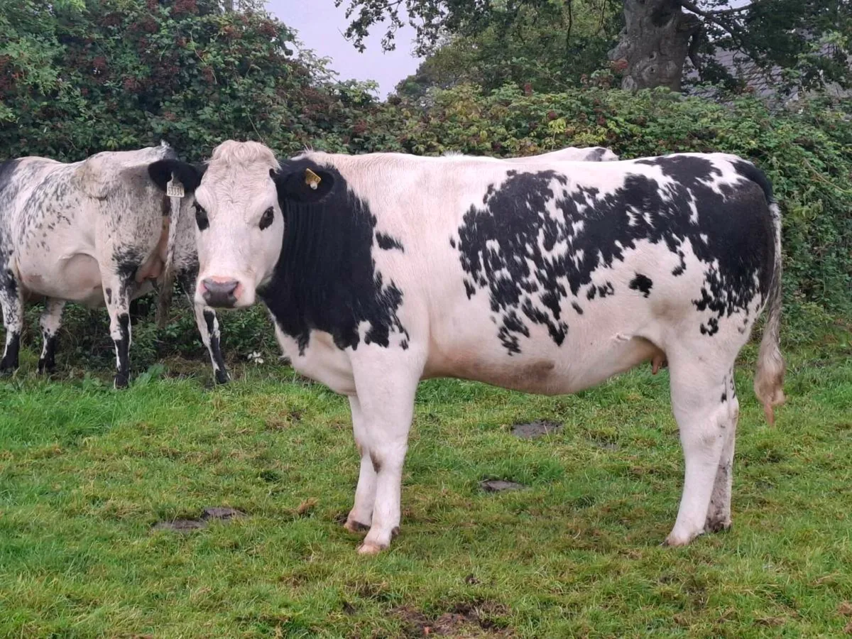 4 lovely blue springers incalf to Ai limousine - Image 4