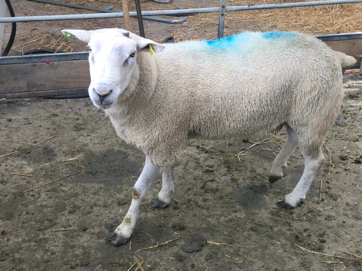 belclare  ram - Image 1
