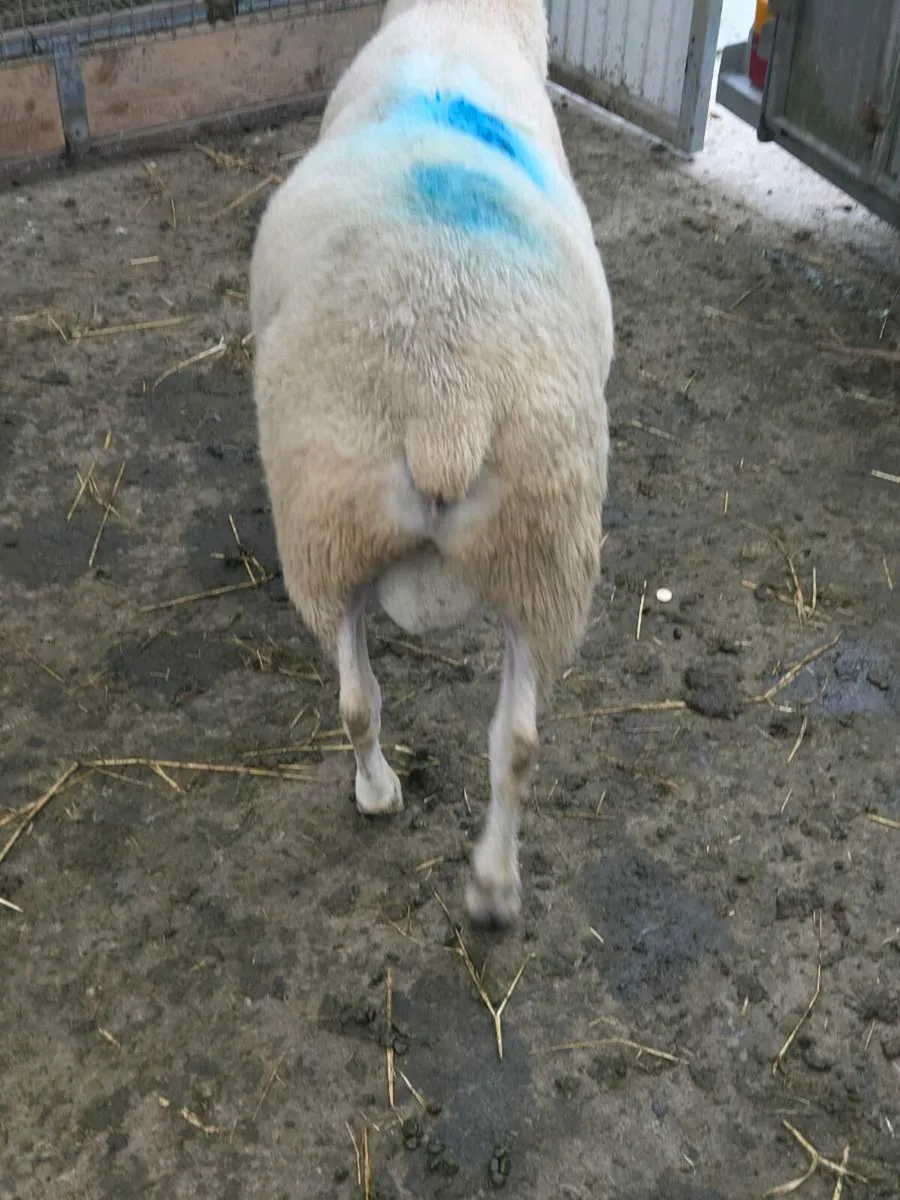 belclare  ram - Image 2