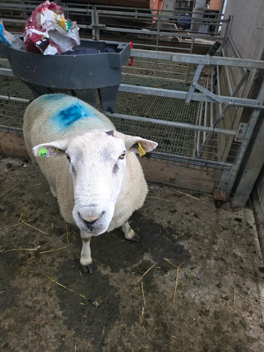belclare  ram - Image 3
