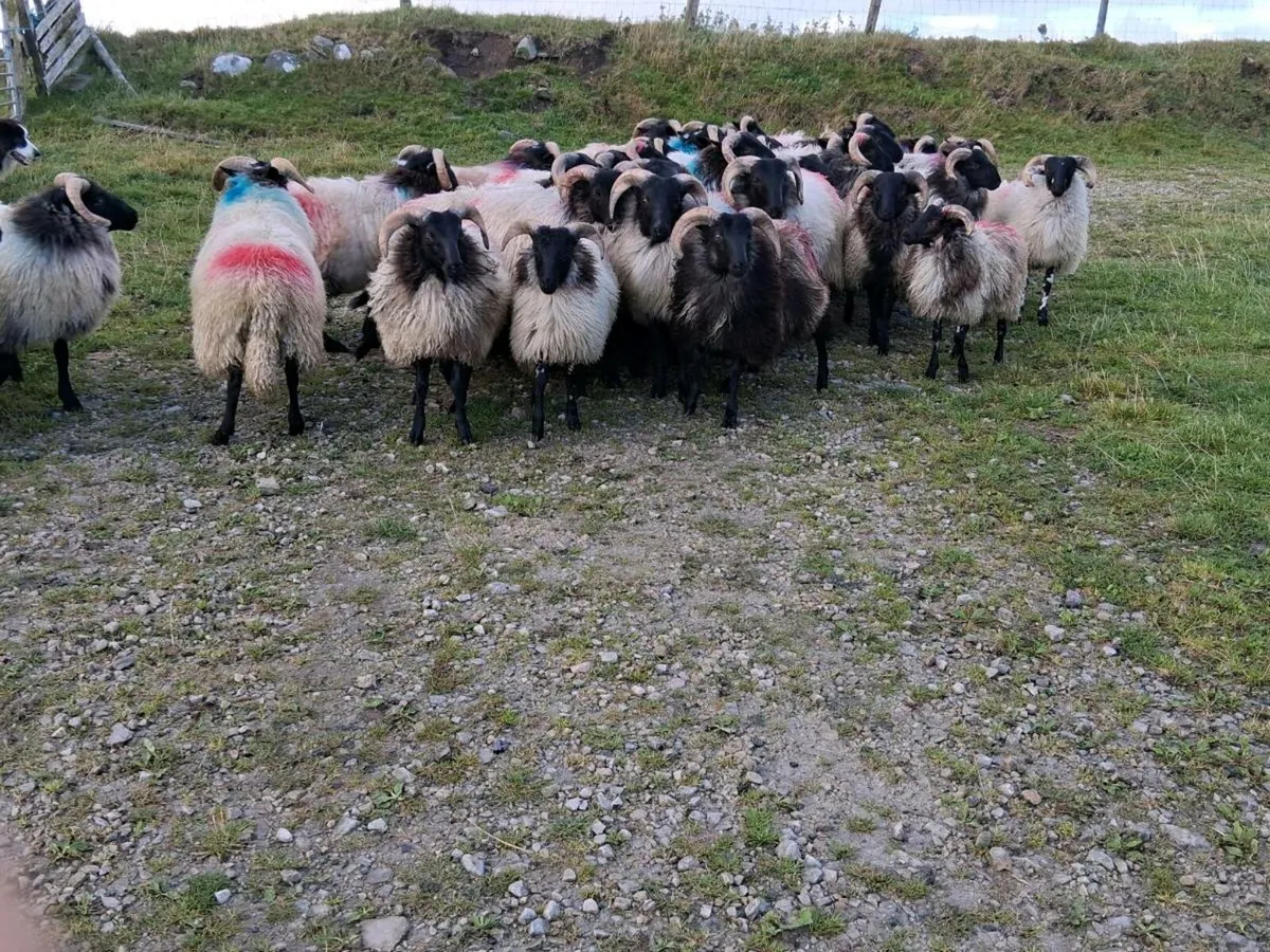 35 Blackface Mountain Ram Lambs - Image 2