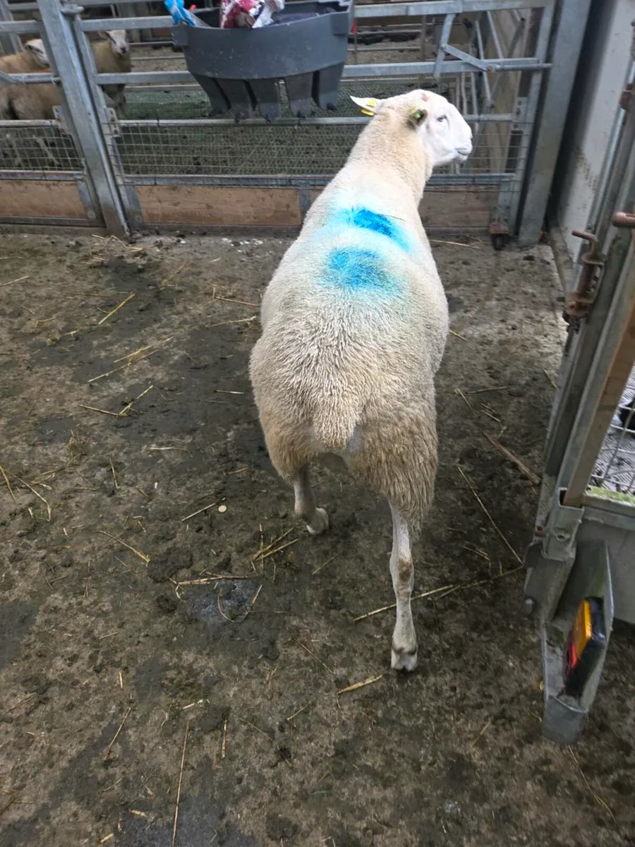 belclare  ram - Image 4