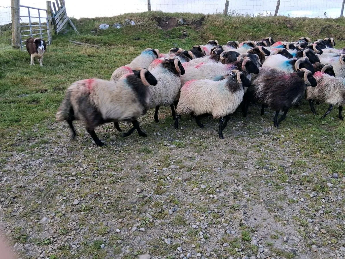 35 Blackface Mountain Ram Lambs - Image 3