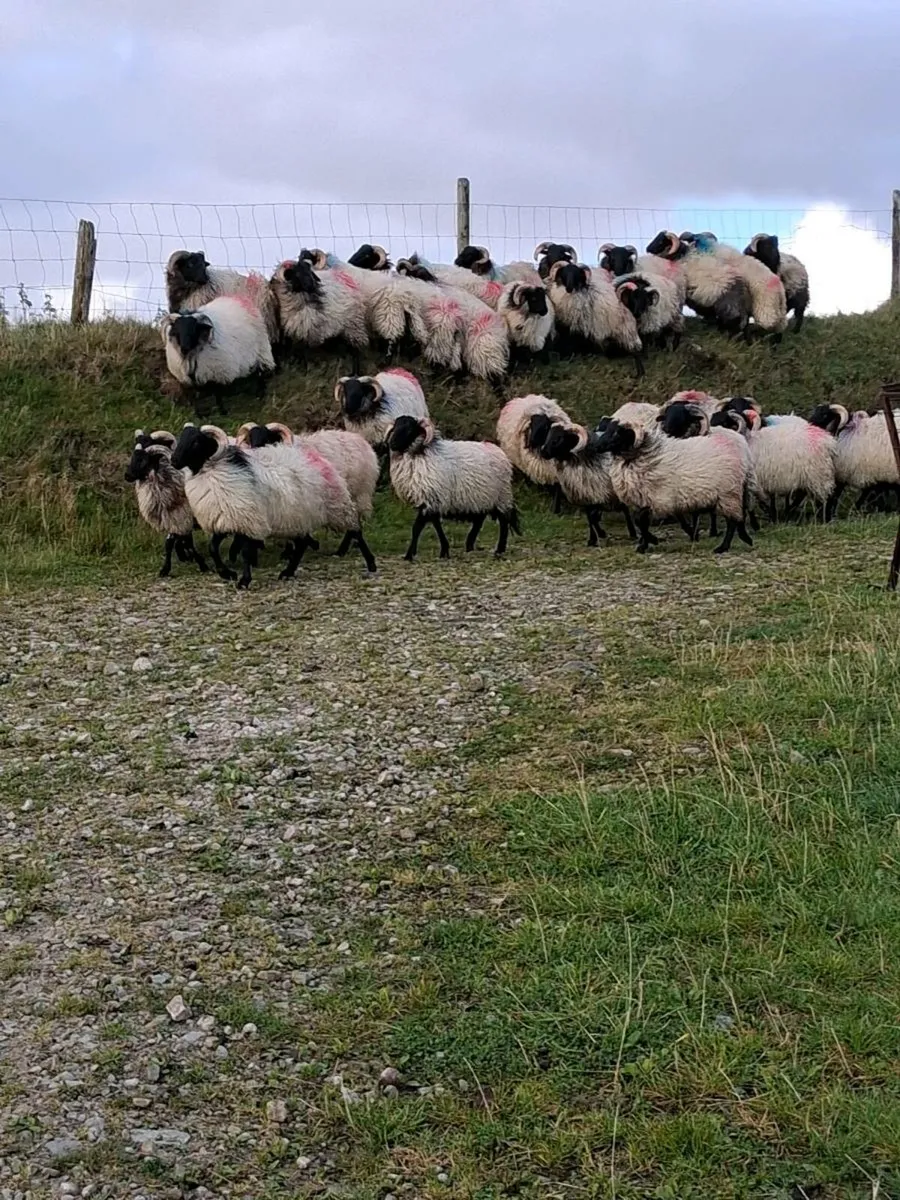 35 Blackface Mountain Ram Lambs - Image 4