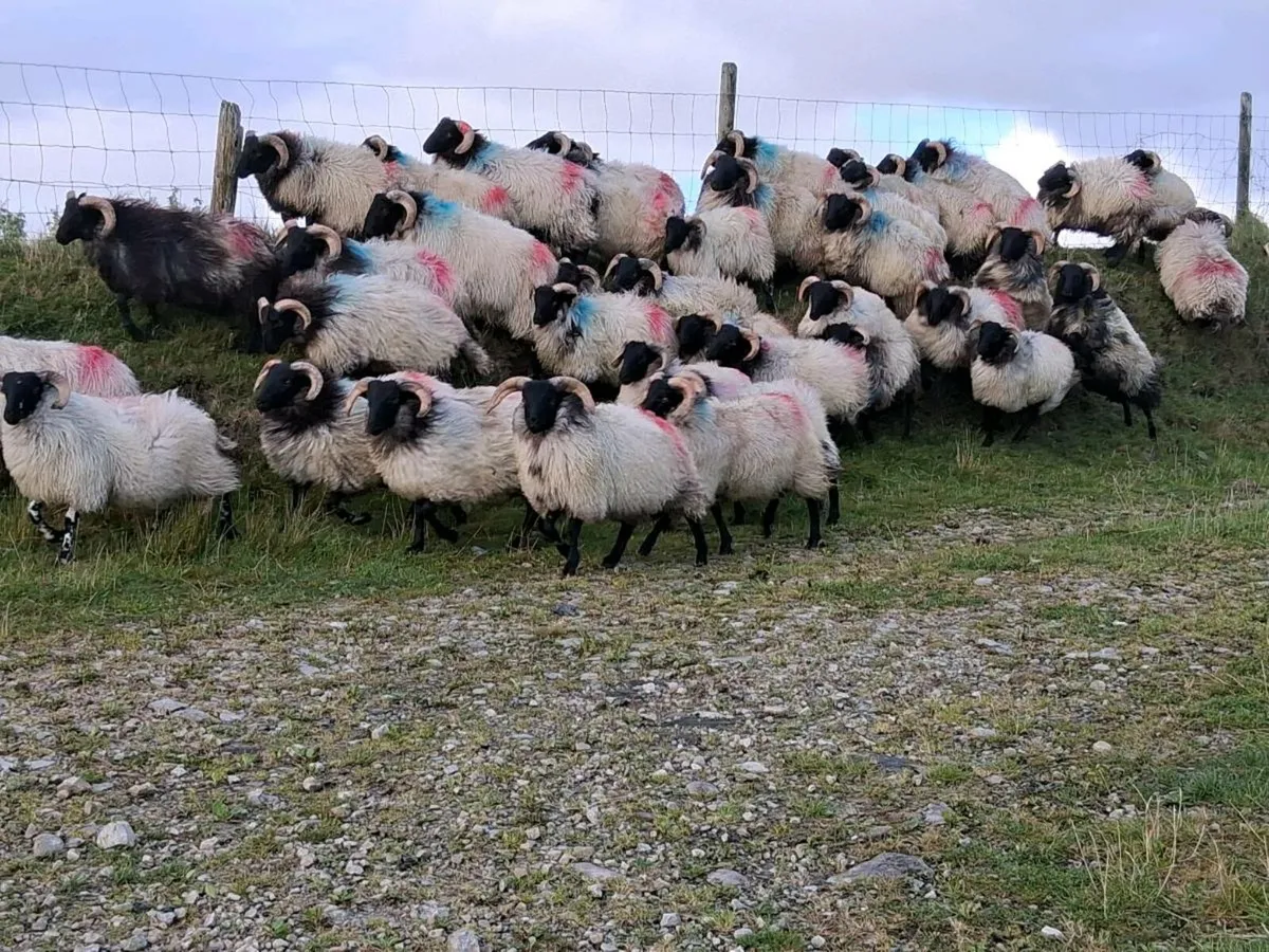 35 Blackface Mountain Ram Lambs - Image 1