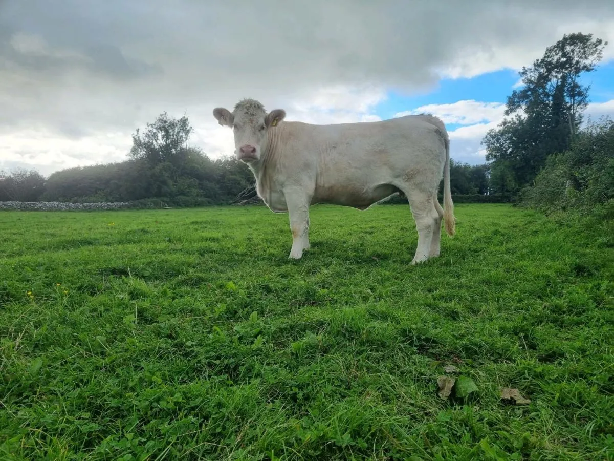 Purebred charloais Heifer - Image 1