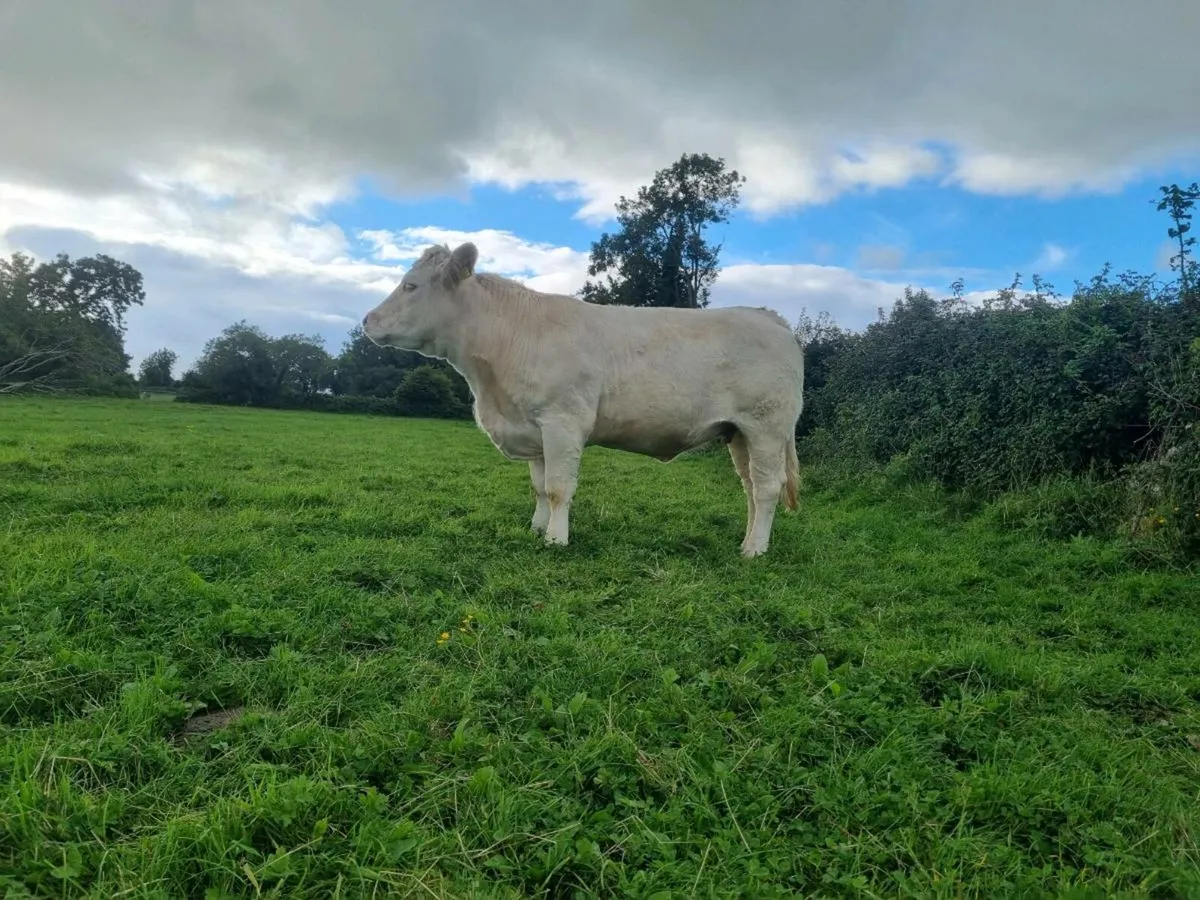 Purebred charloais Heifer - Image 2