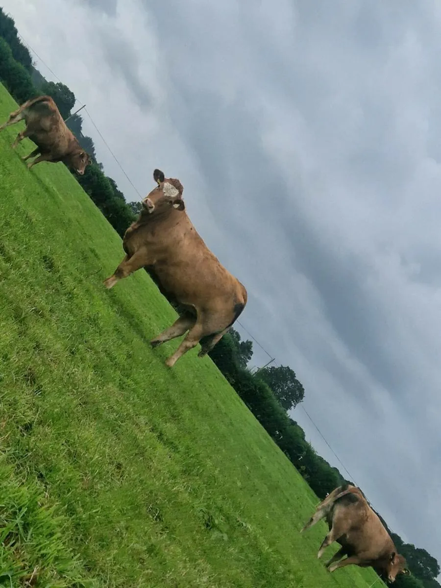 9 incalf limousine heifers - Image 1