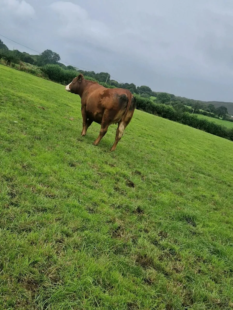 9 incalf limousine heifers - Image 2