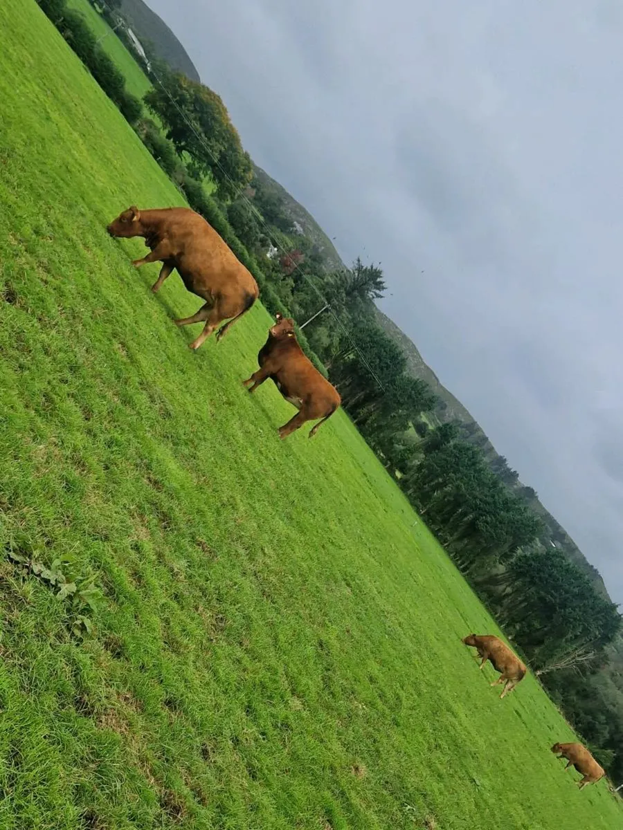9 incalf limousine heifers - Image 3