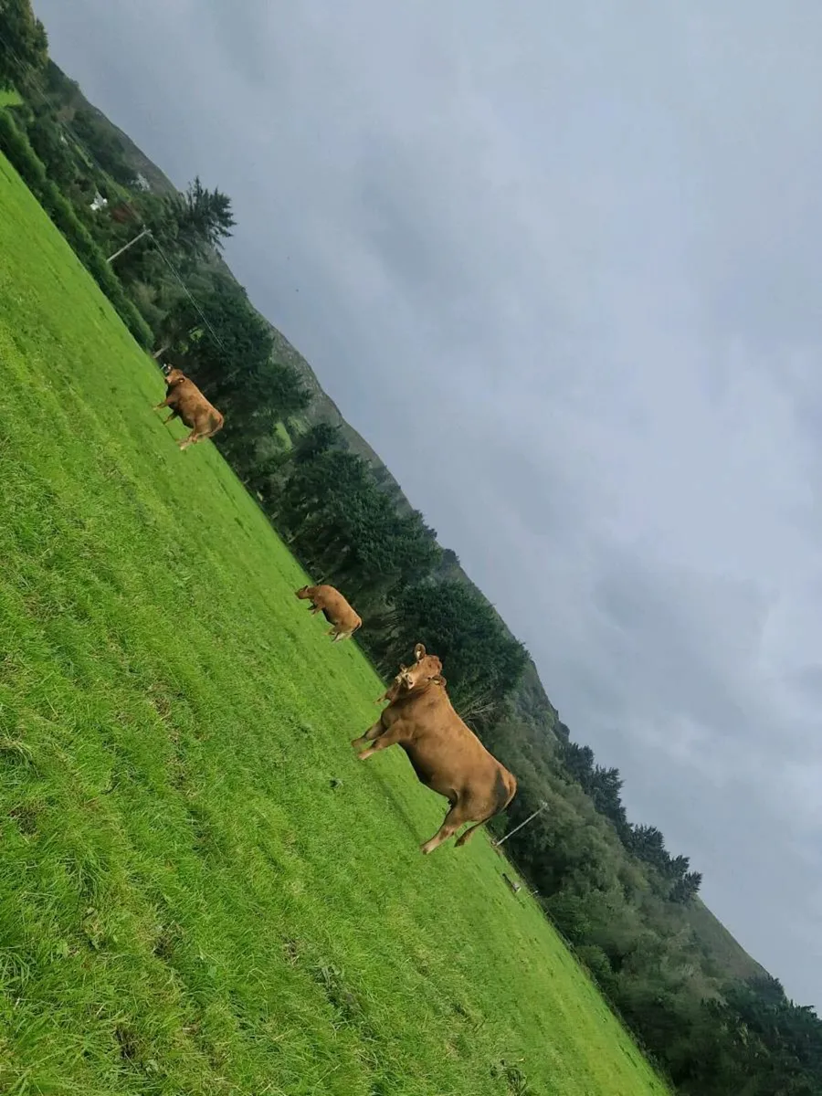 9 incalf limousine heifers - Image 4