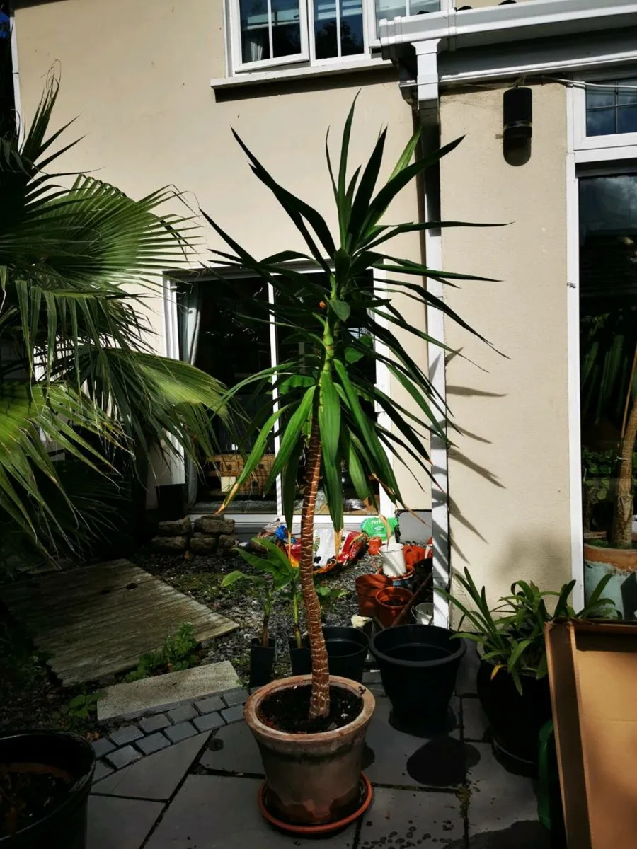 Yucca