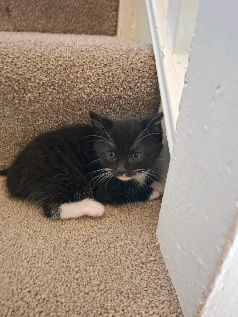 Kittens😸 - Image 1