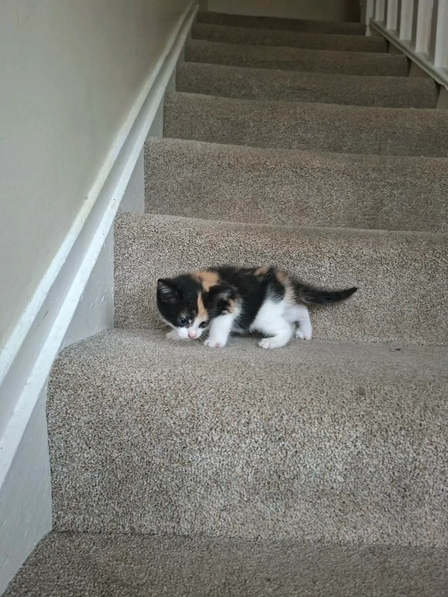 Kittens😸 - Image 3