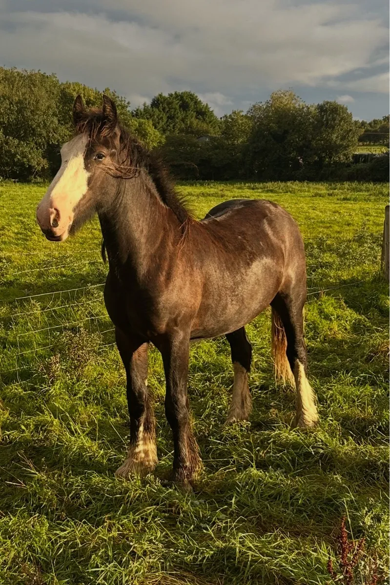 Cob geldings - Image 1