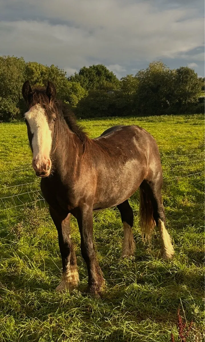 Cob geldings - Image 4