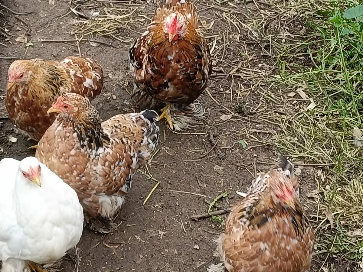 Pekin bantams - Image 2