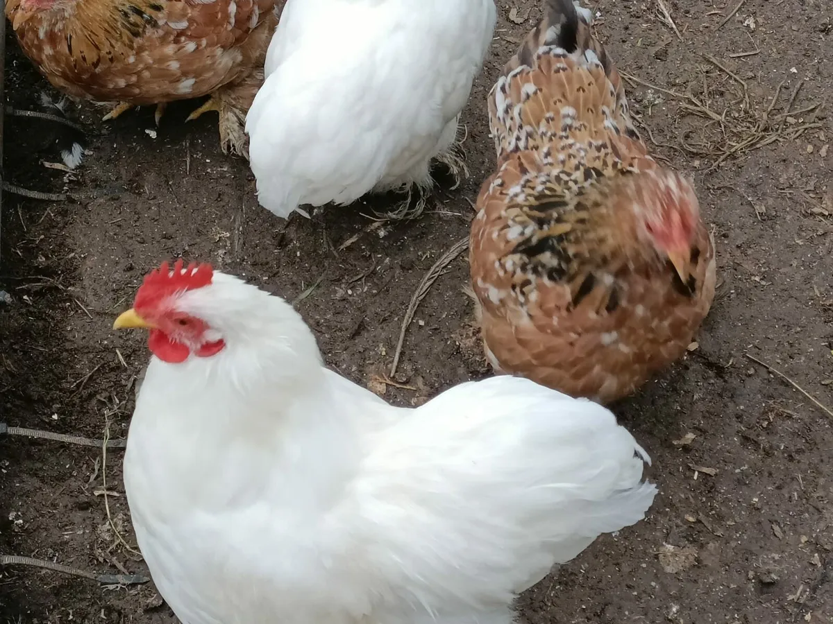 Pekin bantams - Image 3
