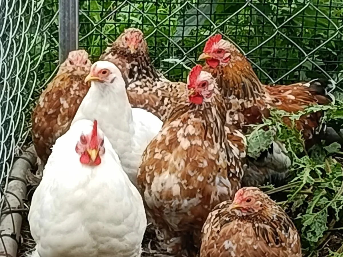 Pekin bantams - Image 4