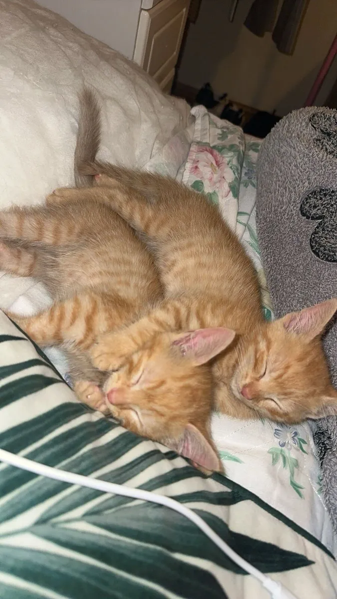 Tabby kittens - Image 2