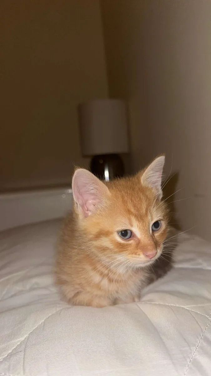 Tabby kittens - Image 1