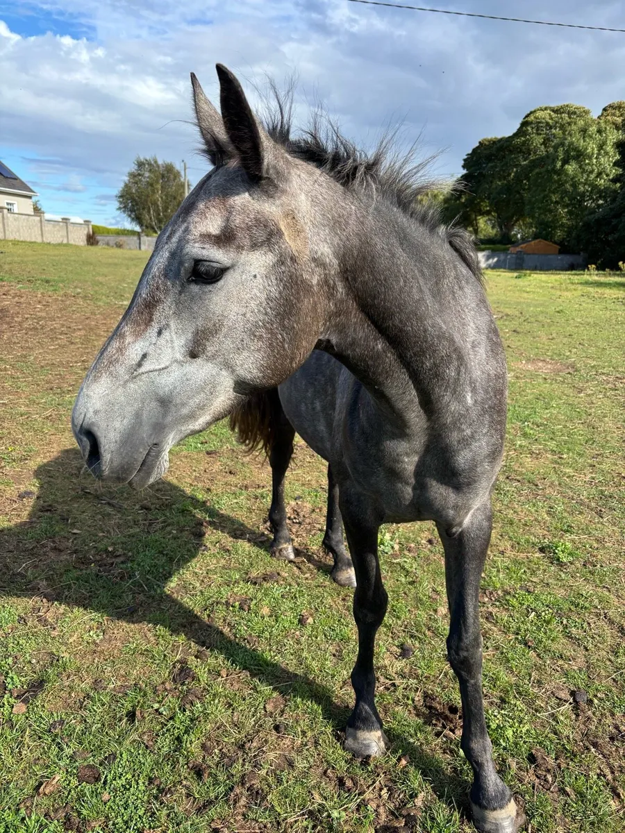 2 yo full Connemara filly - Image 1