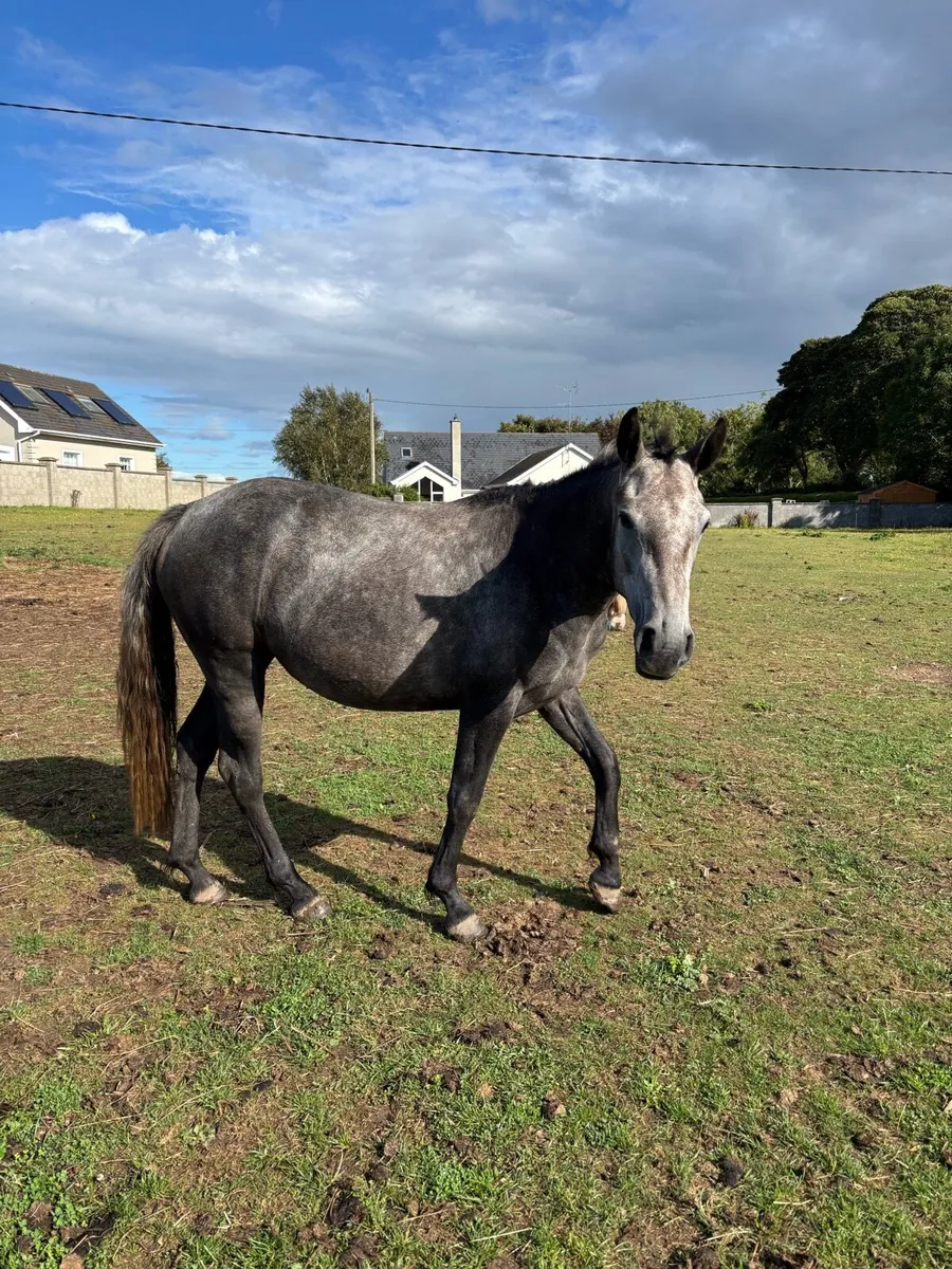 2 yo full Connemara filly - Image 2