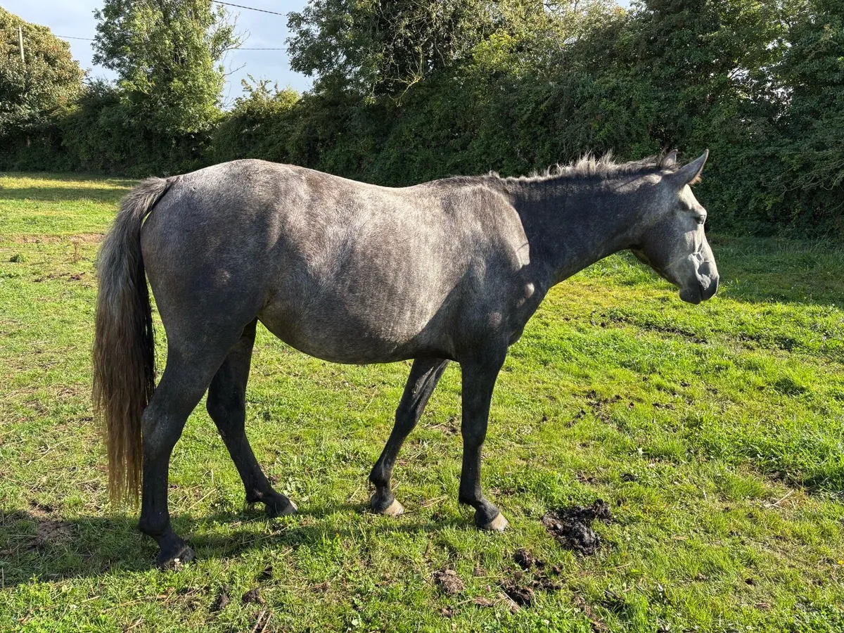 2 yo full Connemara filly - Image 4