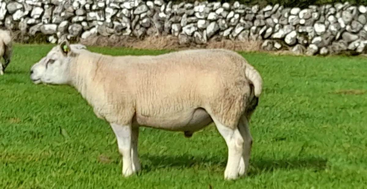 Texel Hogget Ram PBR - Image 2
