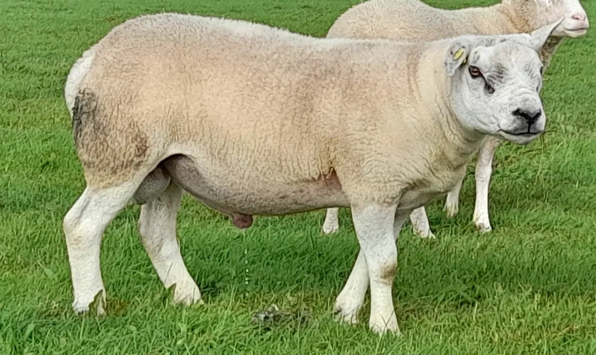 Texel Hogget Ram PBR - Image 3