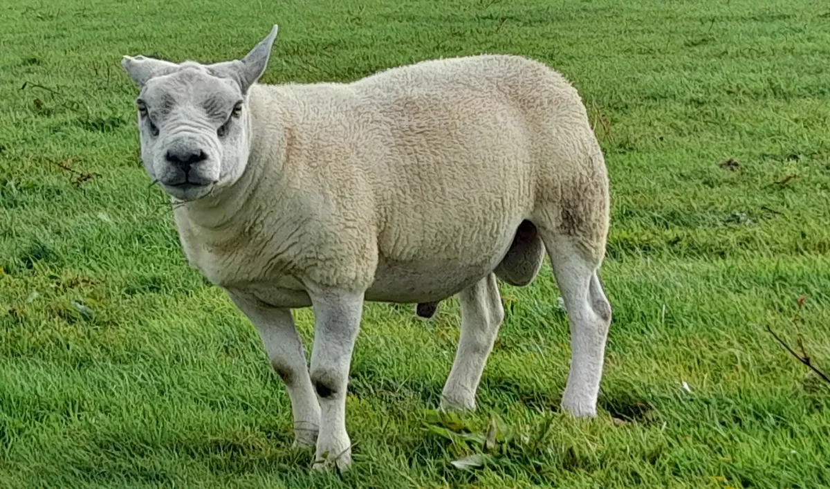 Texel Hogget Ram PBR - Image 4