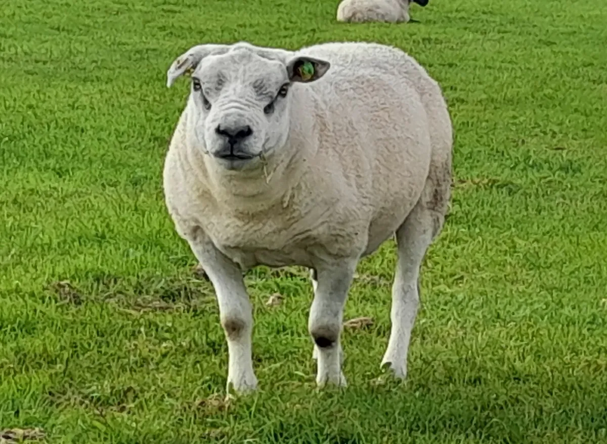 Texel Hogget Ram PBR - Image 1