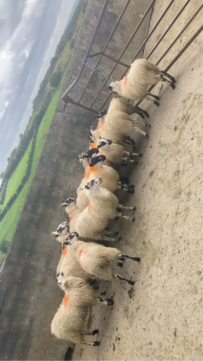 Sheep - Image 1