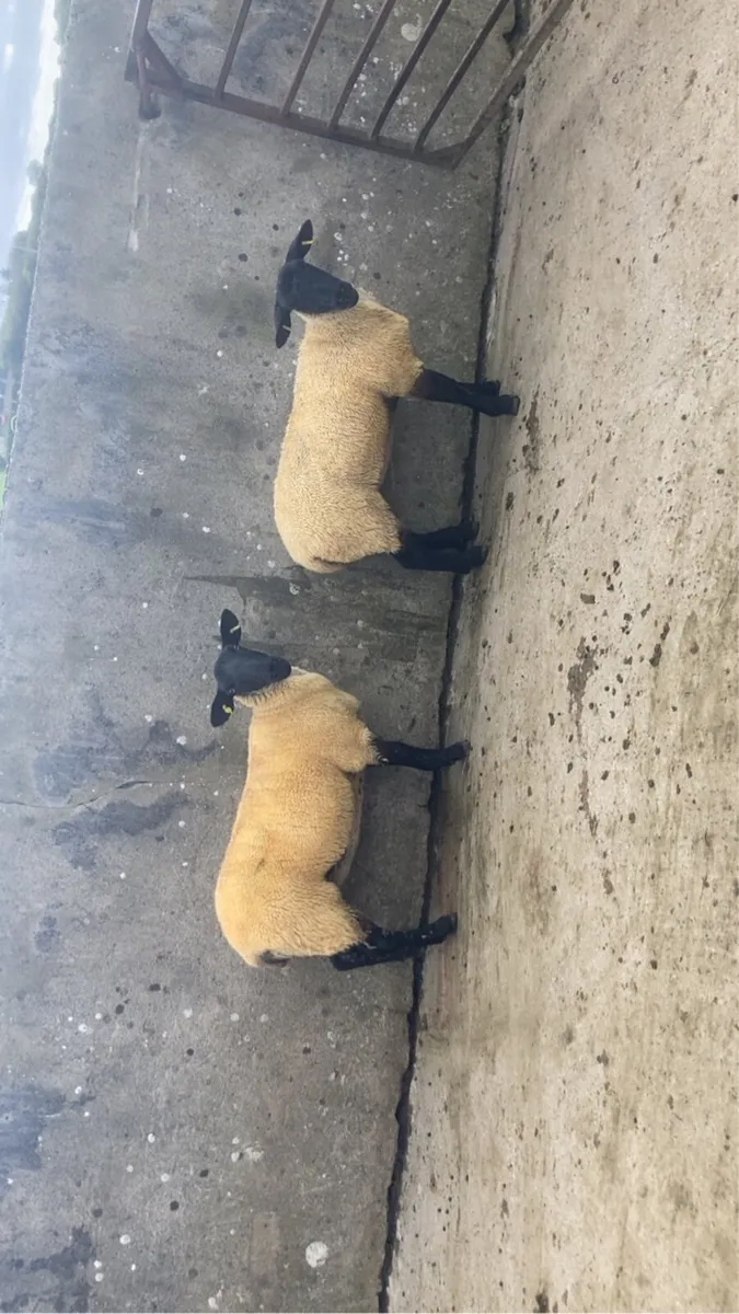 Sheep - Image 2